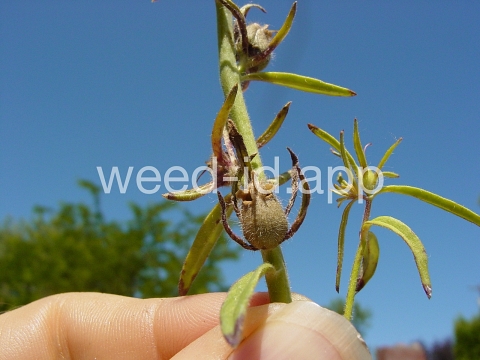 snapdragon, lesser